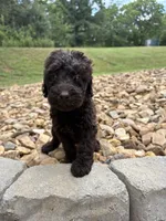 Ruby, a female Goldendoodle for sale in Wilkesboro, NC – 1 of 2