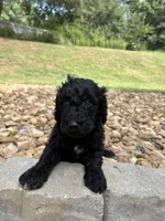 Boots, a male Goldendoodle for sale in Wilkesboro, NC – 2 of 2