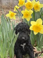 Piper, a female Poodle - Standard  for sale in Wilkesboro, NC – Photo 1 of 2