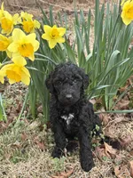 Piper, a female Poodle - Standard  for sale in Wilkesboro, NC – Photo 2 of 2