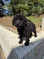 Gunnie, a male Goldendoodle for sale in Wilkesboro, NC – 5 of 7