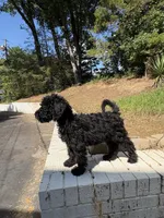 Gunnie, a male Goldendoodle for sale in Wilkesboro, NC – 6 of 7