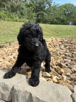Kirby, a male Goldendoodle for sale in Wilkesboro, NC – 2 of 3