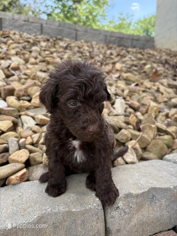 Shay – Goldendoodle puppy for sale in Wilkesboro, NC