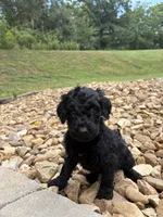 Buffy, a female Goldendoodle for sale in Wilkesboro, NC – 2 of 2
