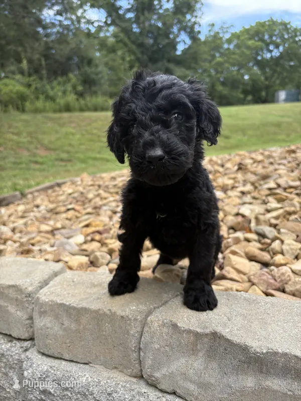 Buffy – Goldendoodle puppy for sale in Wilkesboro, NC
