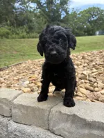 Buffy, a female Goldendoodle for sale in Wilkesboro, NC – 1 of 2