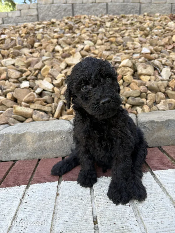 Romeo – Goldendoodle puppy for sale in Wilkesboro, NC