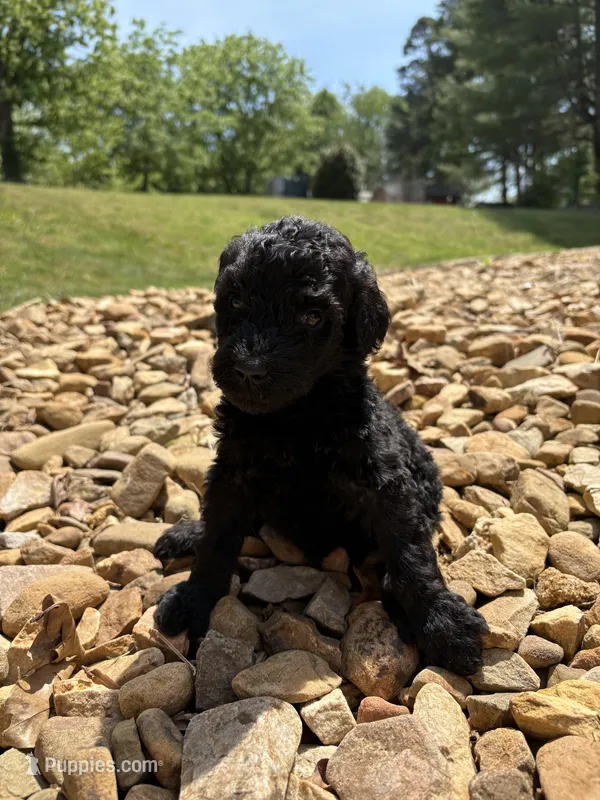 Romeo – Goldendoodle puppy for sale in Wilkesboro, NC