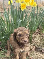 Nala, a female Poodle - Standard  for sale in Wilkesboro, NC – Photo 1 of 2