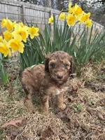 Nala, a female Poodle - Standard  for sale in Wilkesboro, NC – Photo 2 of 2