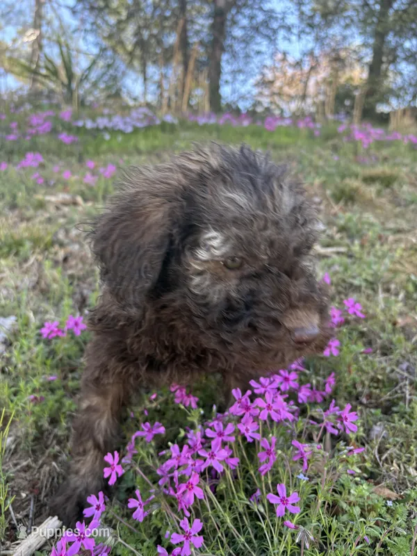 Bailey – Poodle - Standard  puppy for sale in Wilkesboro, NC