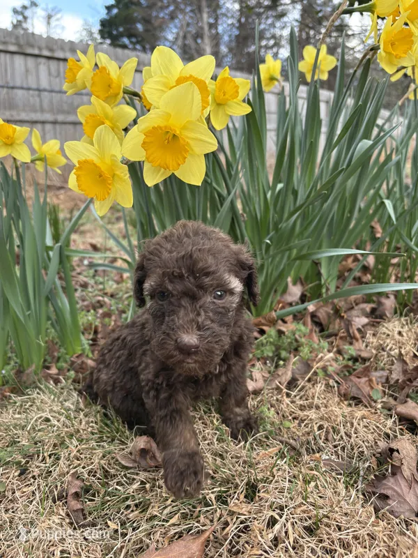 Bailey – Poodle - Standard  puppy for sale in Wilkesboro, NC