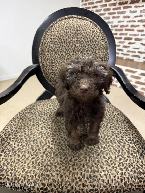 Bailey – Poodle - Standard  puppy for sale in Wilkesboro, NC