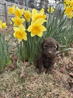 Bailey, a female Poodle - Standard  for sale in Wilkesboro, NC – Photo 2 of 2