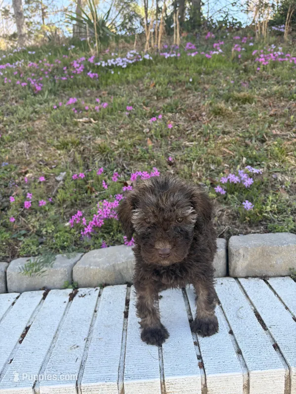 Bailey – Poodle - Standard  puppy for sale in Wilkesboro, NC
