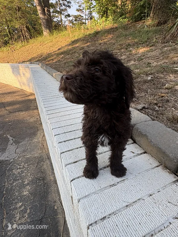 Olive – Goldendoodle puppy for sale in Wilkesboro, NC