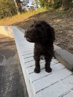 Olive, a female Goldendoodle for sale in Wilkesboro, NC – 1 of 7