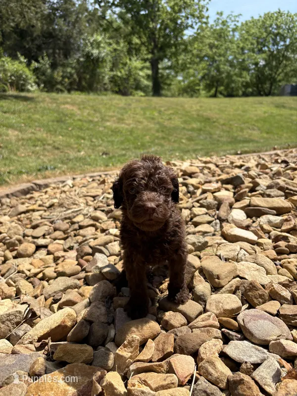 Mickey – Goldendoodle puppy for sale in Wilkesboro, NC