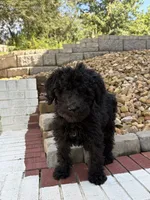 Gunnie, a male Goldendoodle for sale in Wilkesboro, NC – 2 of 7