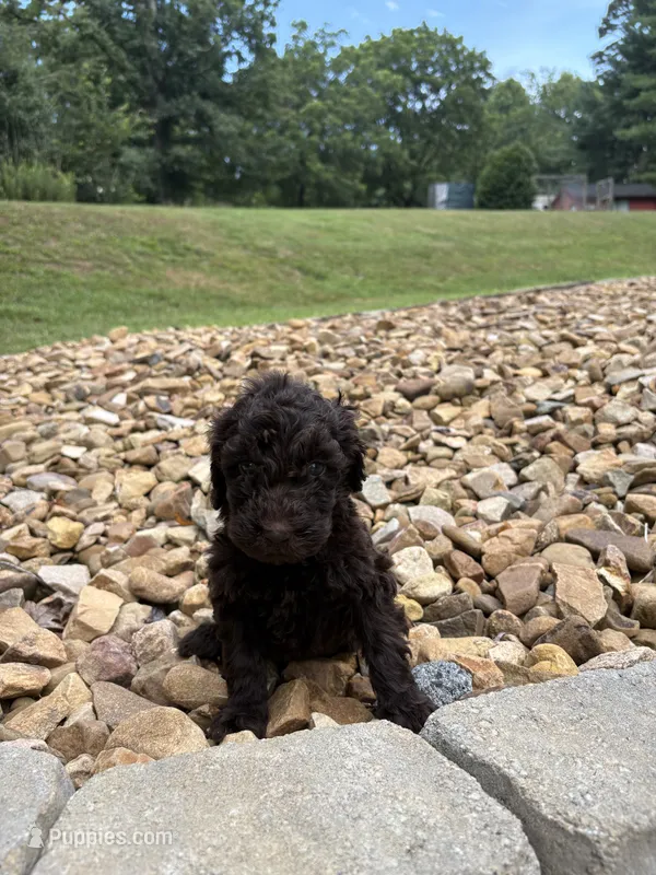 Molly – Goldendoodle puppy for sale in Wilkesboro, NC