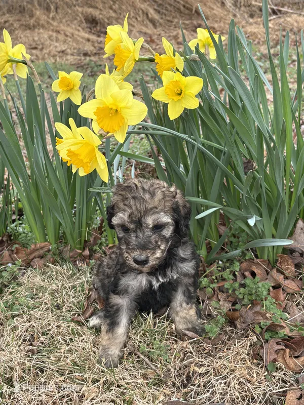 Willow – Poodle - Standard  puppy on hold in Wilkesboro, NC