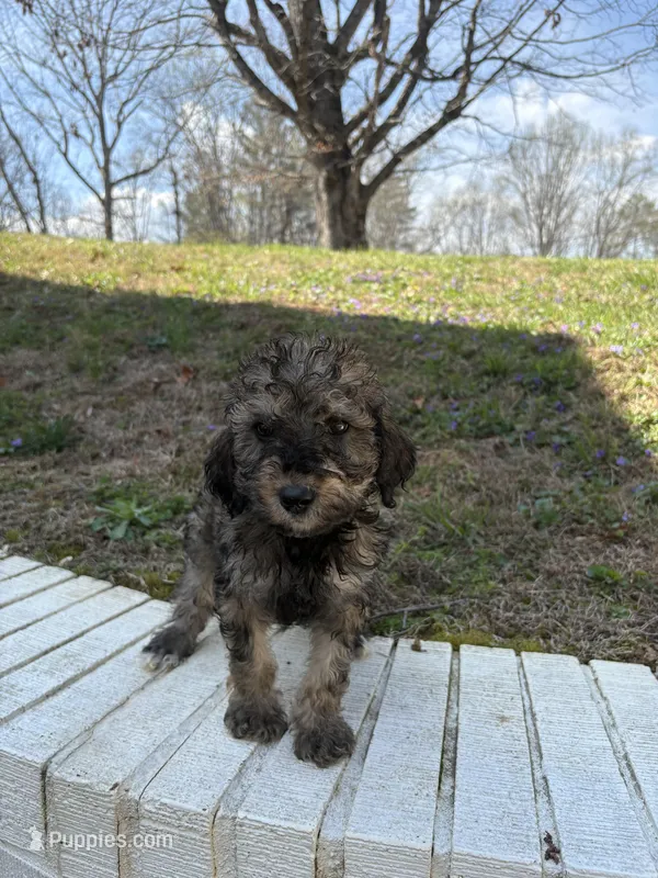 Shadow – Poodle - Standard  puppy for sale in Wilkesboro, NC