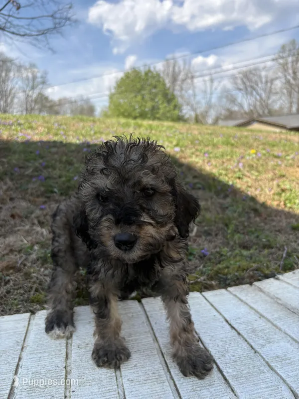 Shadow – Poodle - Standard  puppy for sale in Wilkesboro, NC