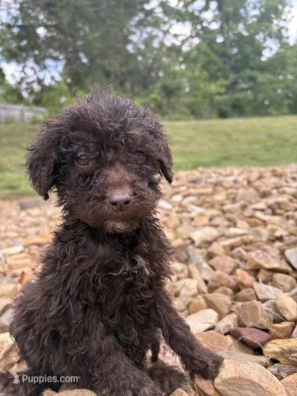 Minnie – Goldendoodle puppy for sale in Wilkesboro, NC