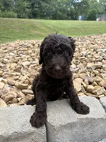Cici, a female Goldendoodle for sale in Wilkesboro, NC – 2 of 2