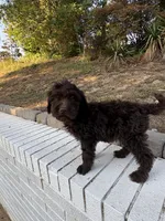 Olive, a female Goldendoodle for sale in Wilkesboro, NC – 4 of 7