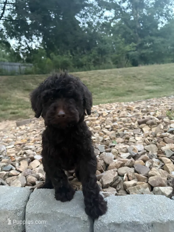 Mickey – Goldendoodle puppy for sale in Wilkesboro, NC