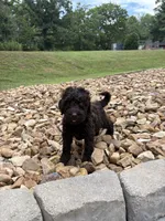 Ruby, a female Goldendoodle for sale in Wilkesboro, NC – 2 of 2