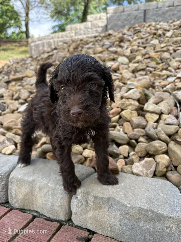 Olive – Goldendoodle puppy for sale in Wilkesboro, NC