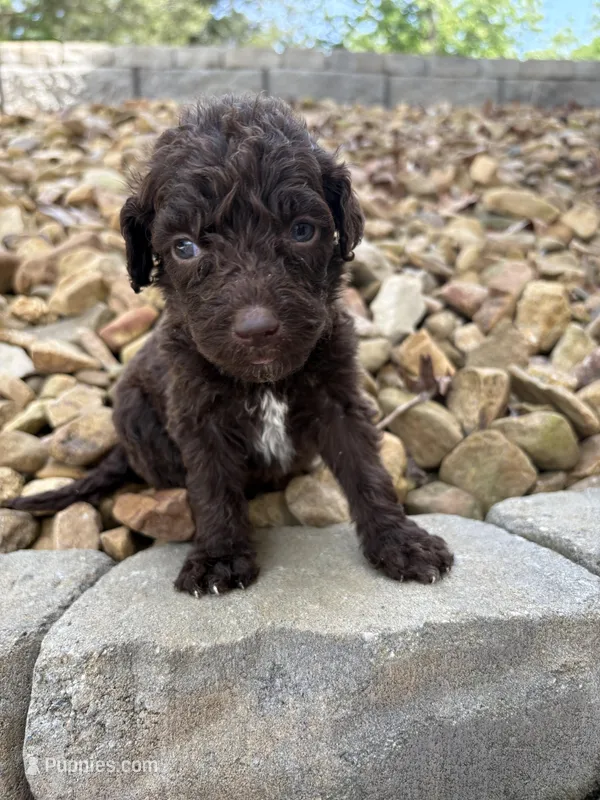 Olive – Goldendoodle puppy for sale in Wilkesboro, NC