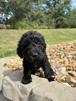 Gunnie, a male Goldendoodle for sale in Wilkesboro, NC – 1 of 2