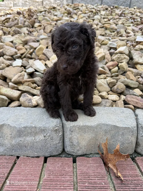 Popeye – Goldendoodle puppy for sale in Wilkesboro, NC