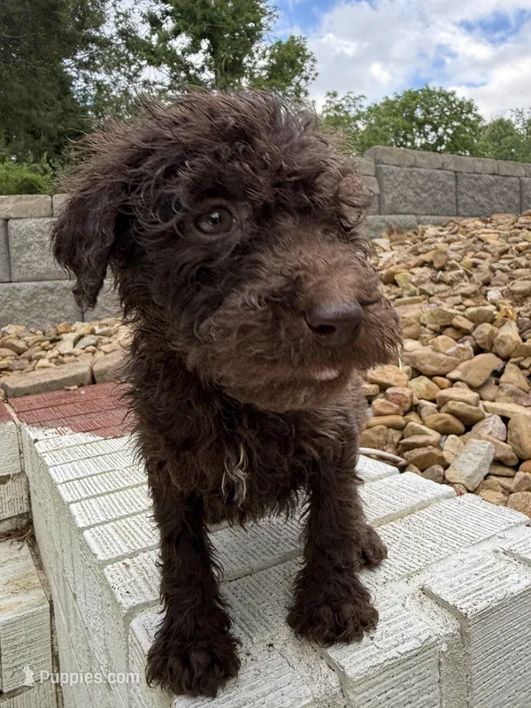 Popeye – Goldendoodle puppy on hold in Wilkesboro, NC