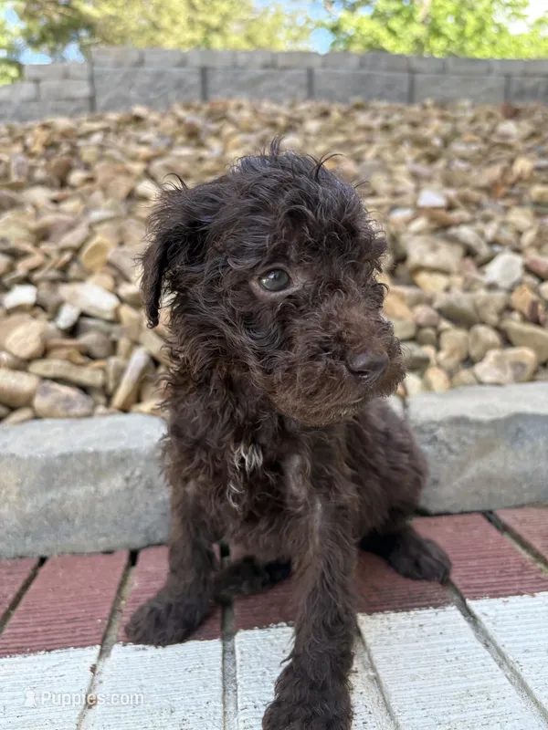Popeye – Goldendoodle puppy for sale in Wilkesboro, NC