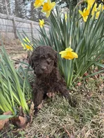Hershey, a male Poodle - Standard  for sale in Wilkesboro, NC – Photo 2 of 2