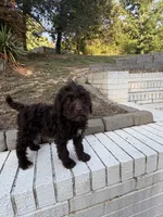 Olive, a female Goldendoodle for sale in Wilkesboro, NC – 3 of 7