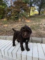 Olive, a female Goldendoodle for sale in Wilkesboro, NC – 7 of 7