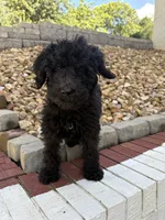 Gunnie, a male Goldendoodle for sale in Wilkesboro, NC – 4 of 7