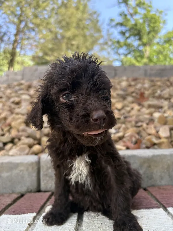 Juliet – Goldendoodle puppy for sale in Wilkesboro, NC