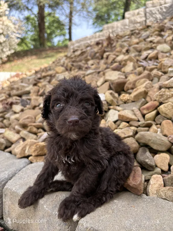 Juliet – Goldendoodle puppy for sale in Wilkesboro, NC