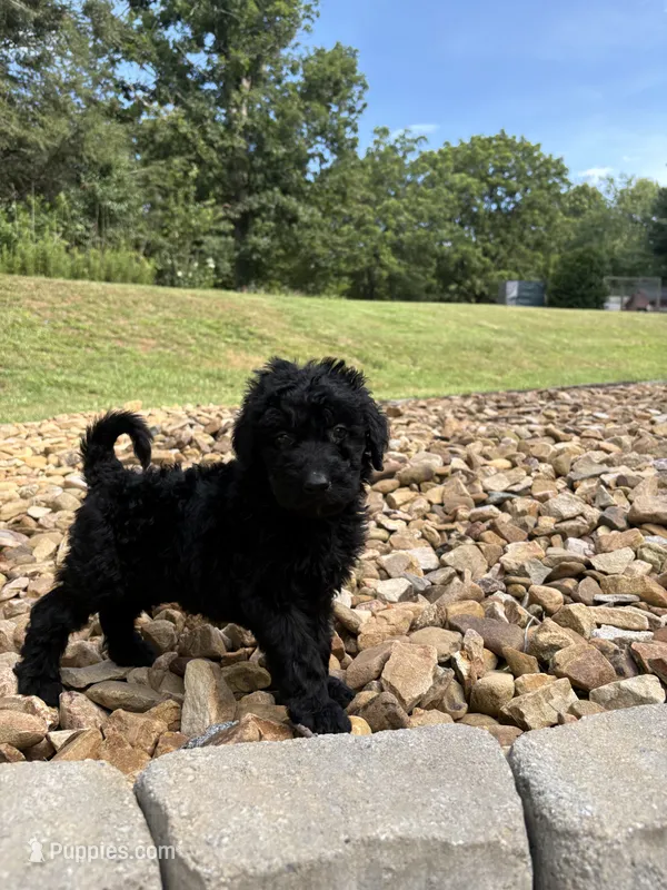 Kirby – Goldendoodle puppy for sale in Wilkesboro, NC