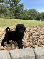 Kirby, a male Goldendoodle for sale in Wilkesboro, NC – 1 of 3