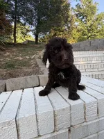 Olive, a female Goldendoodle for sale in Wilkesboro, NC – 5 of 7