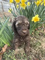 Apollo, a male Poodle - Standard  for sale in Wilkesboro, NC – Photo 2 of 2