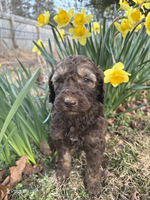 Apollo, a male Poodle - Standard  for sale in Wilkesboro, NC – Photo 1 of 2